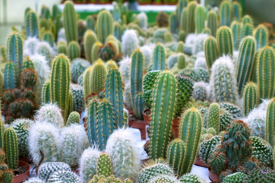 Cactus 1 scaled
