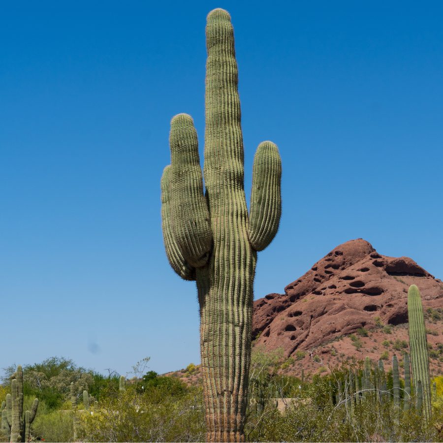 Saguaro MVN
